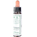 agrimony 10ml | BACH ORIGINAL FLOWER