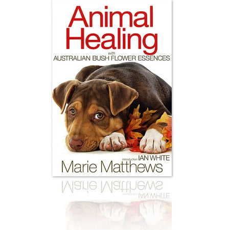 animal healing | ABFE
