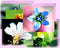 Living Essences Flower Affinity Diagnosis Cards