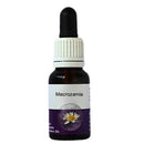 Living Essences Macrozamia 15ml