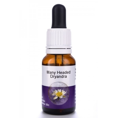 Living Essences Many Headed 15ml