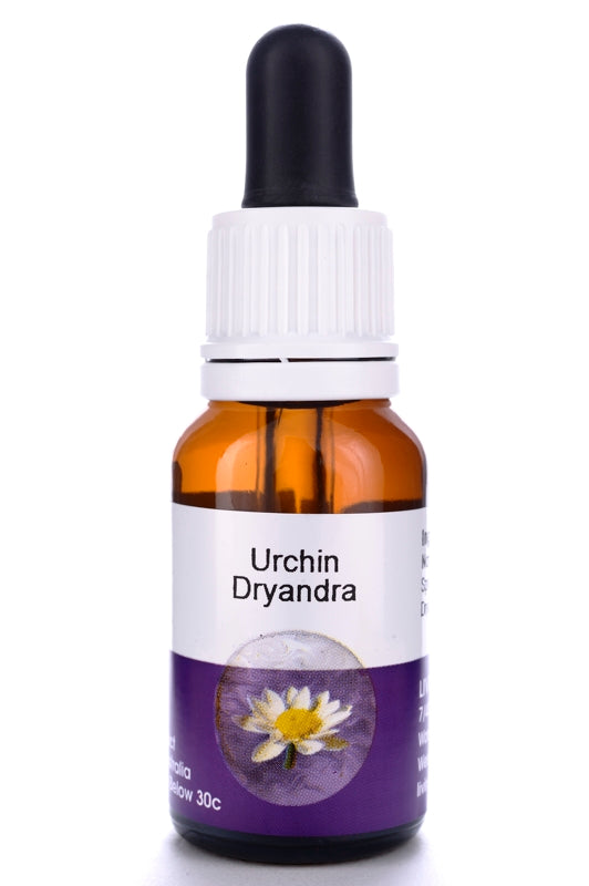 Living Essences Urchin Dryandra 50ml